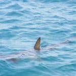 Haie im Roten Meer