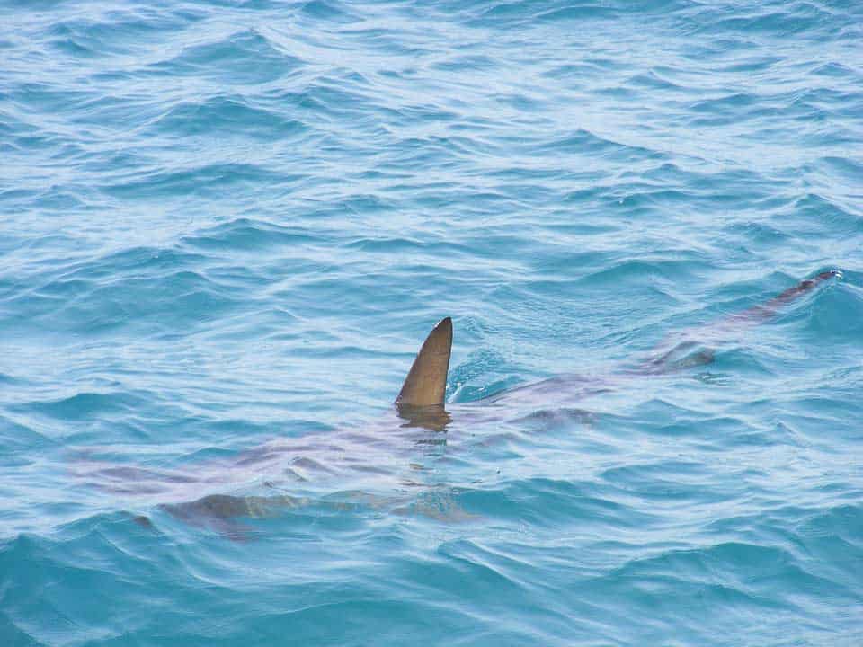 Hai im Meer Hai im Meer