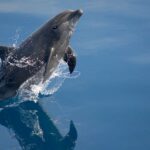 Tiere im Mittelmeer